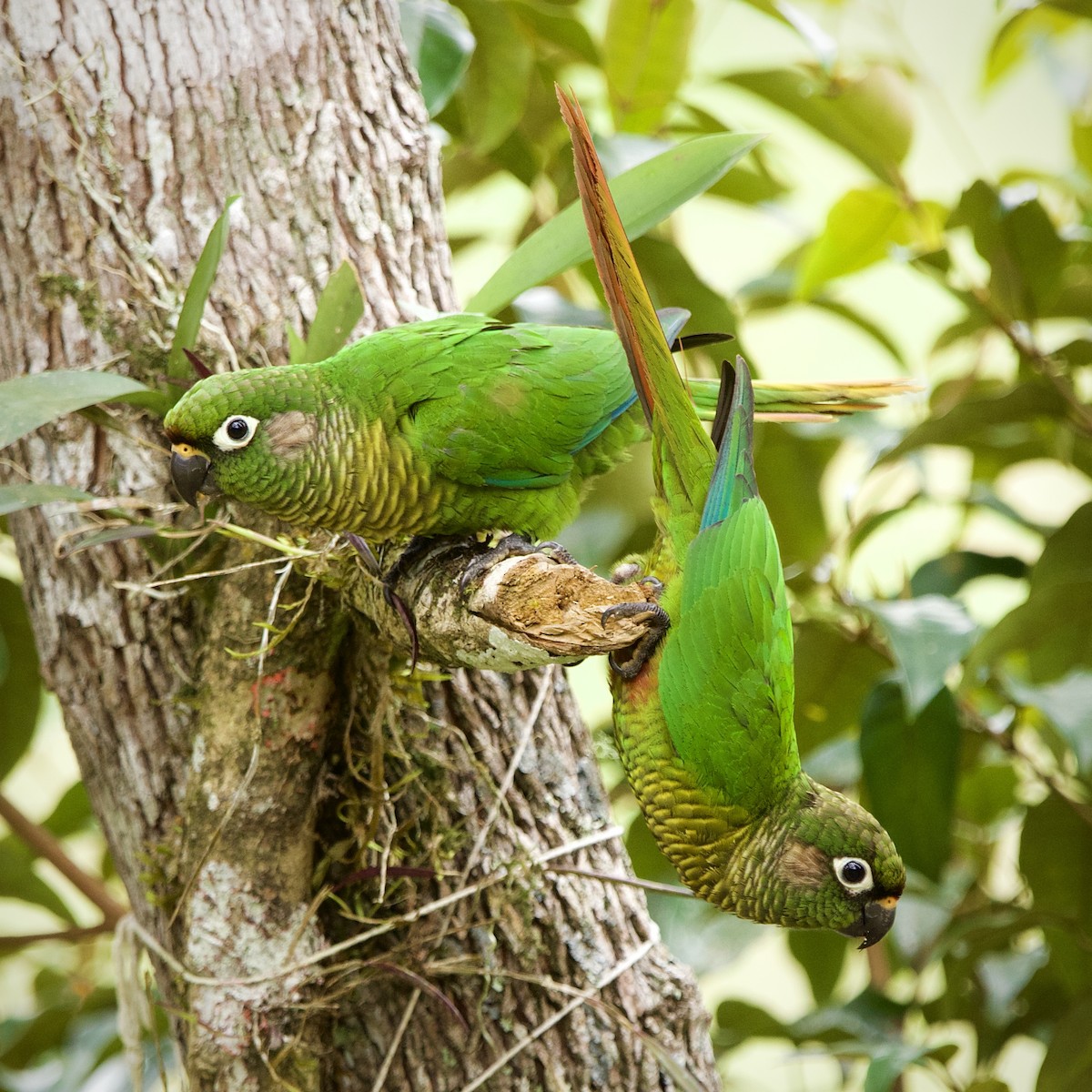 Maroon-bellied Parakeet - ML643089935