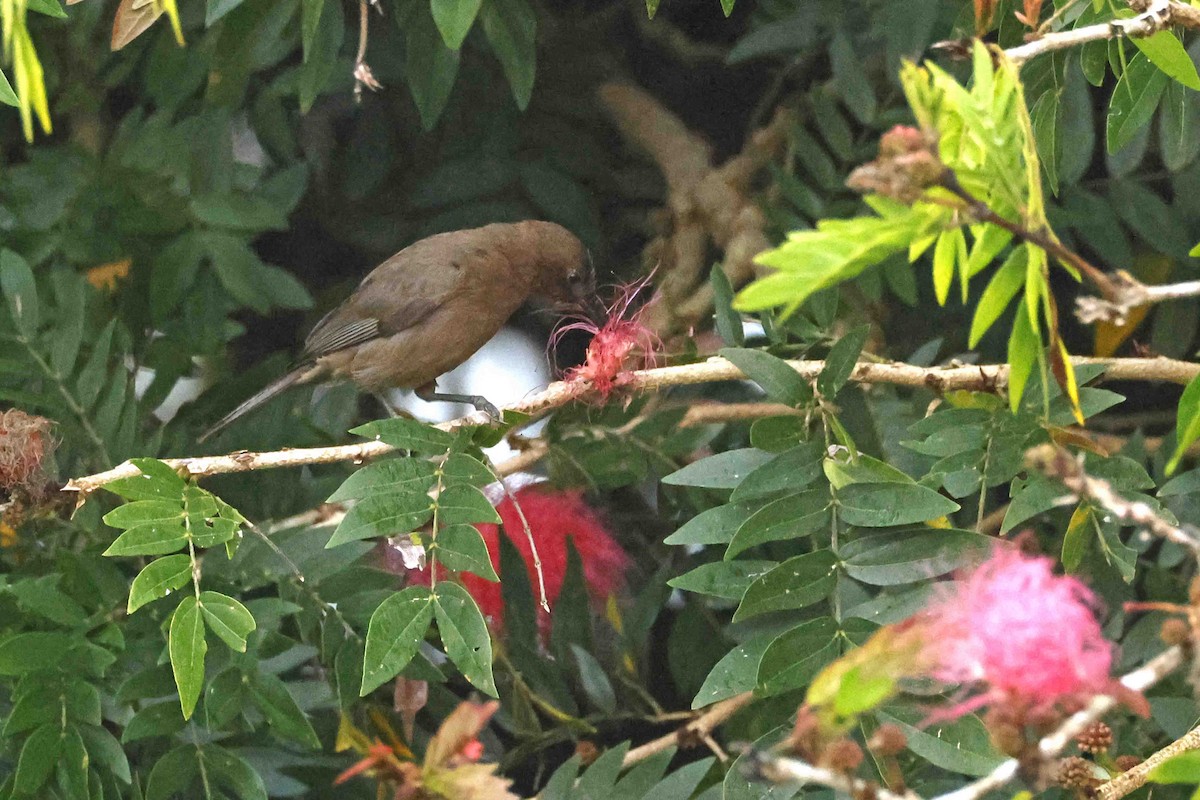 Dusky Myzomela - ML643089956