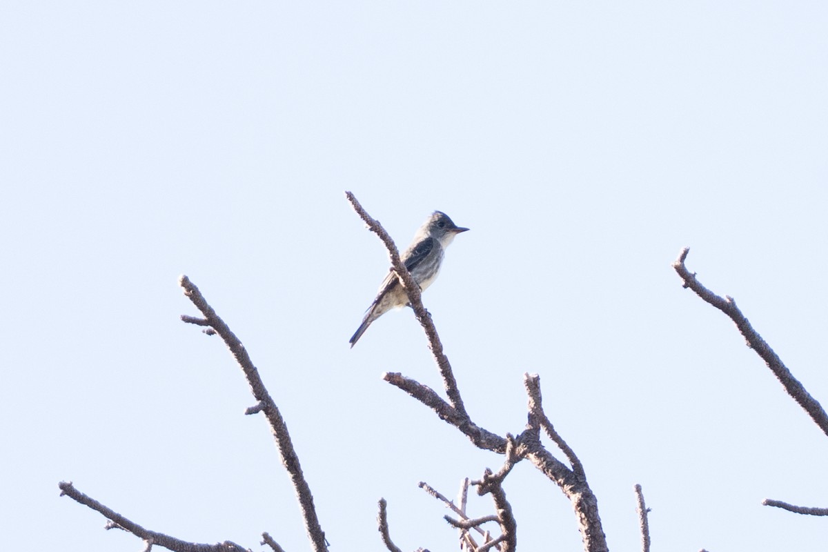 Olive-sided Flycatcher - ML643089958