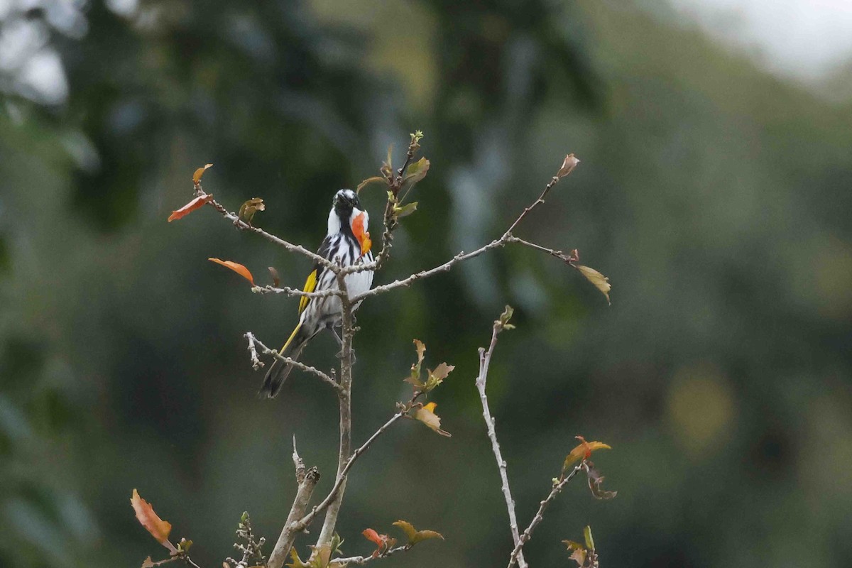 White-cheeked Honeyeater - ML643089975