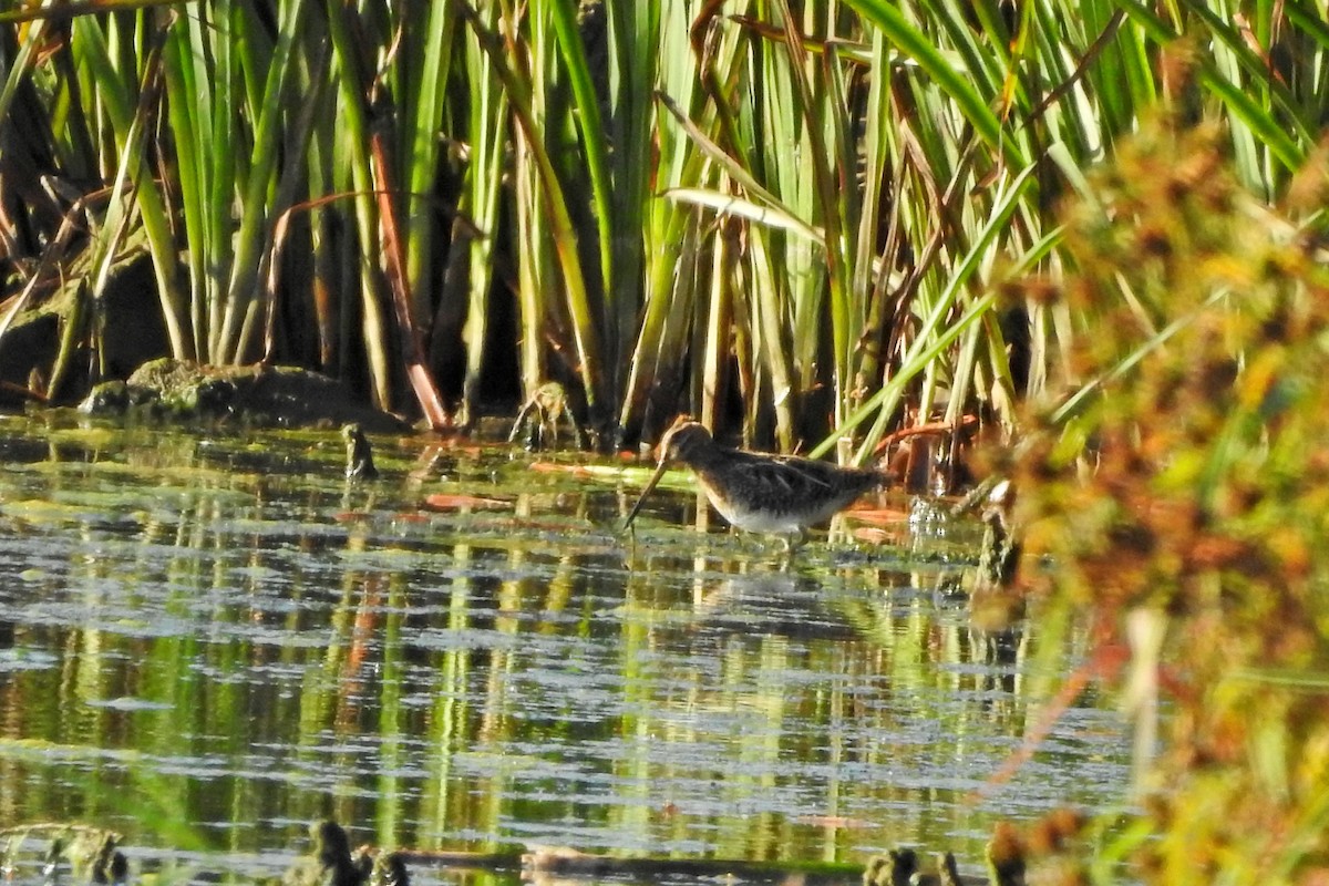 Wilson's Snipe - ML643089980