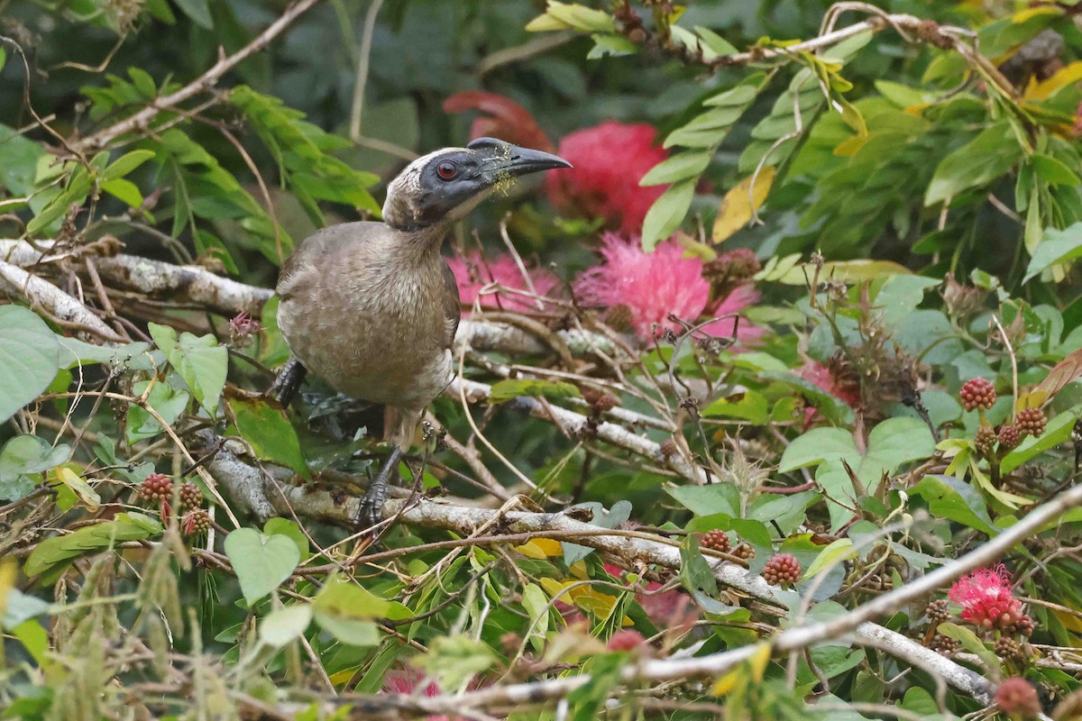 Helmeted Friarbird - ML643089988