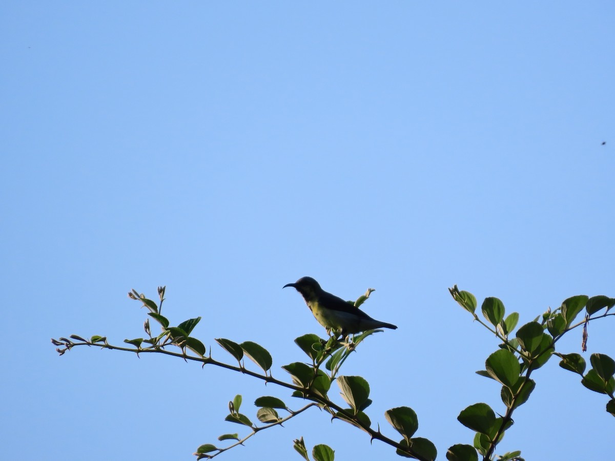 Purple Sunbird - ML643089998