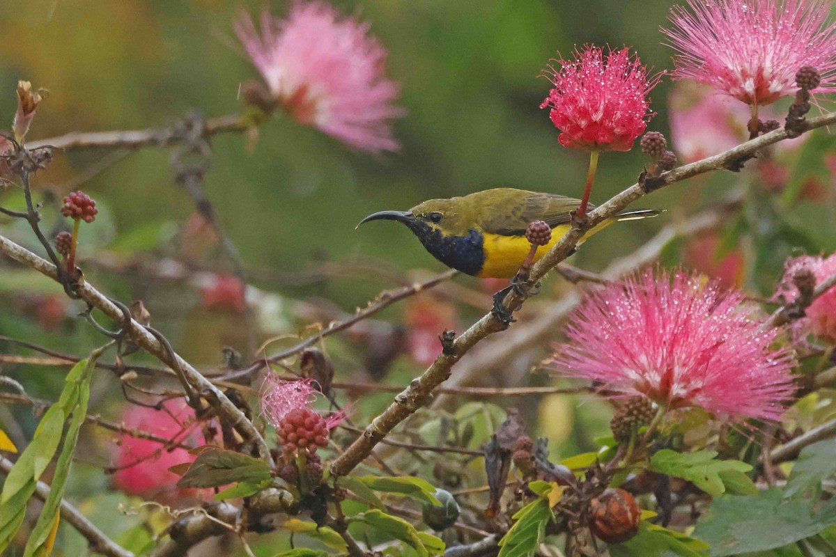 Sahul Sunbird - ML643090002
