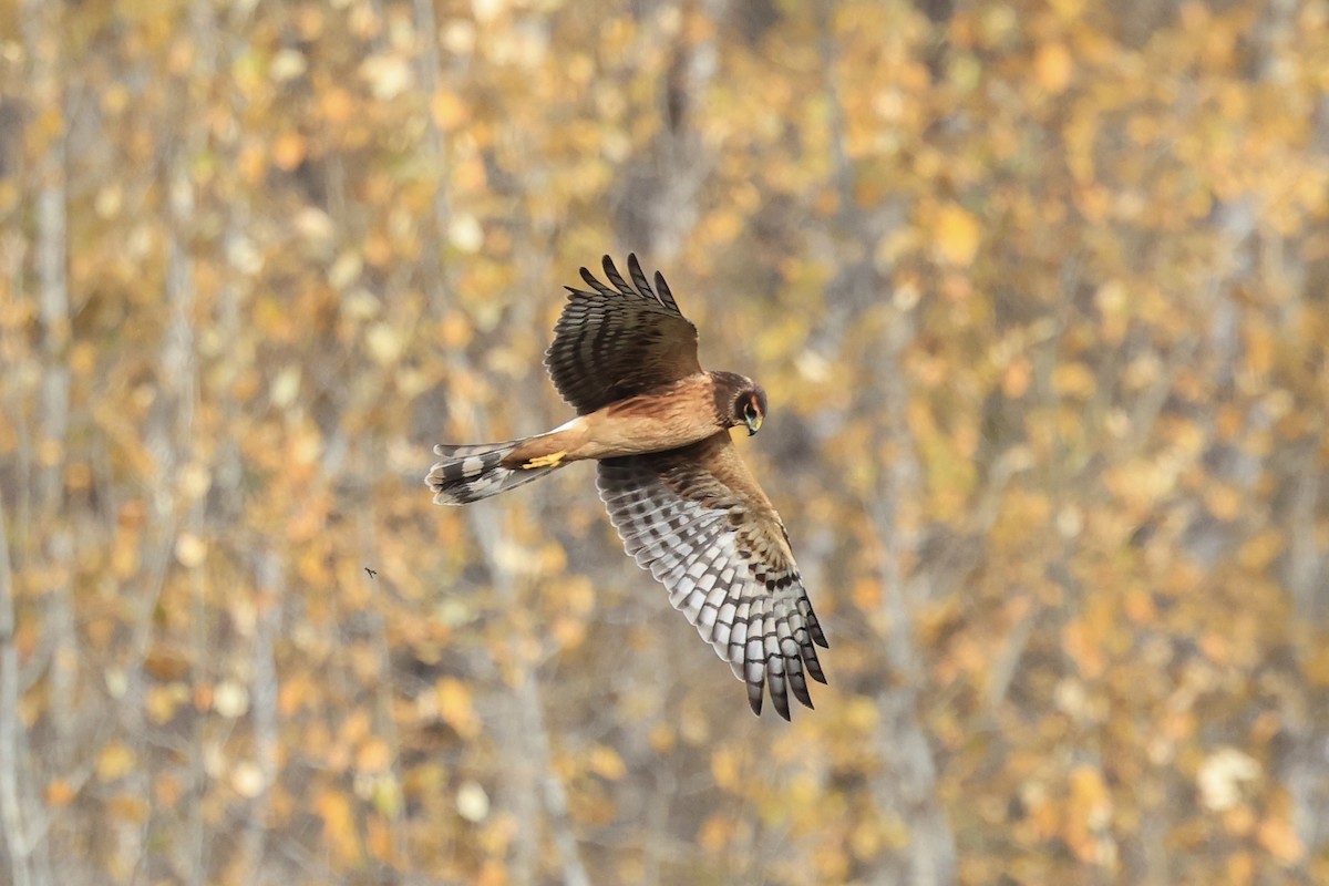 Northern Harrier - ML643090031