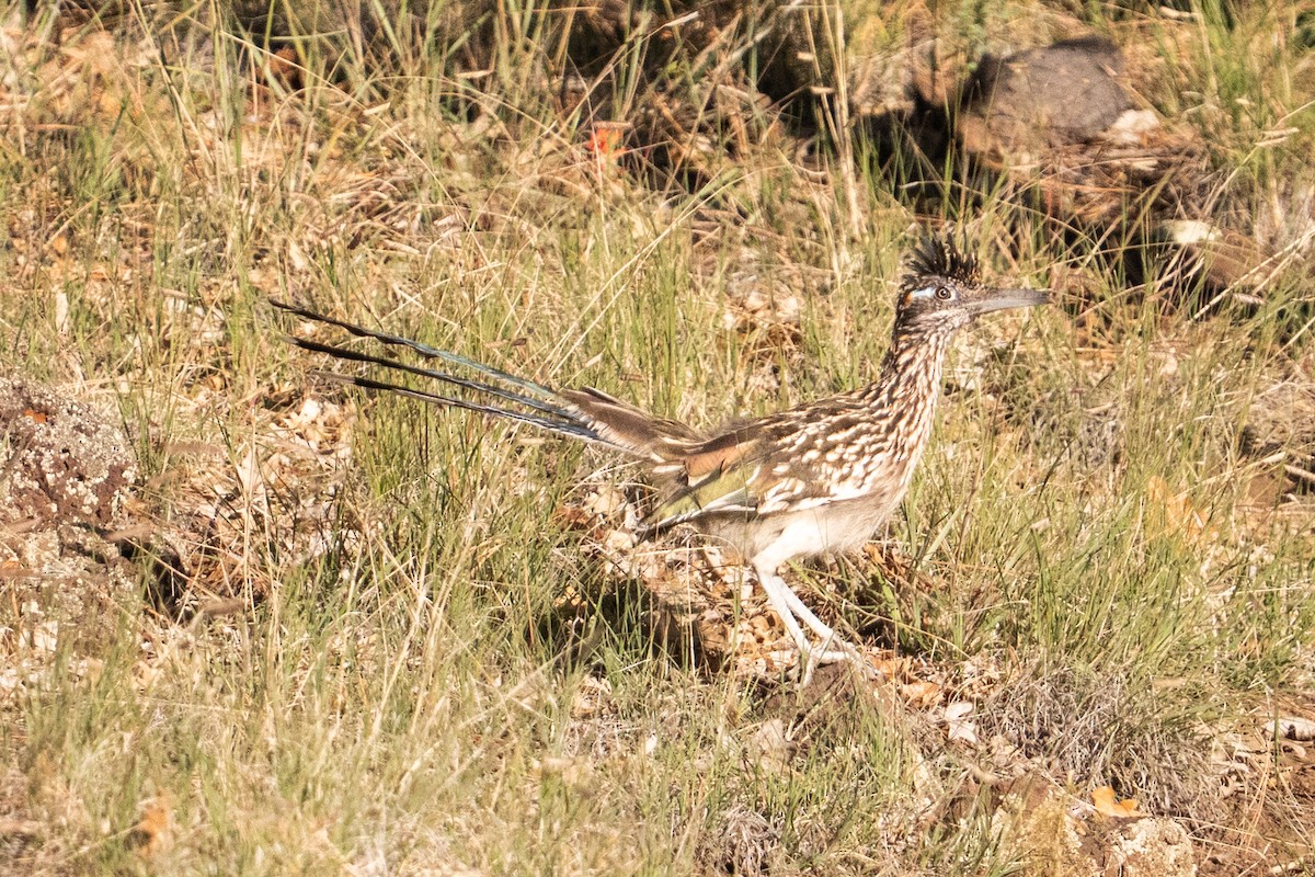 Greater Roadrunner - ML643090039