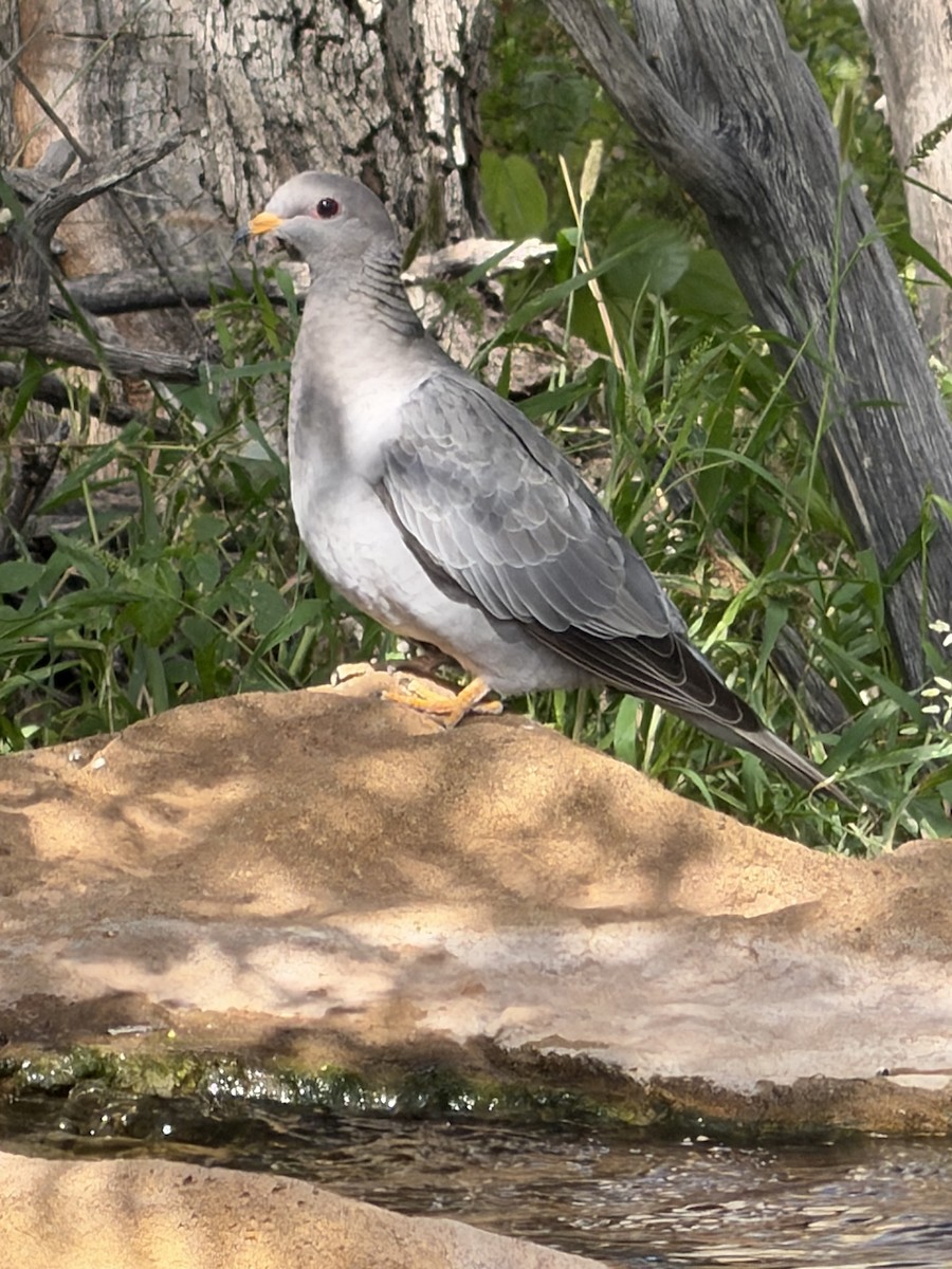 holub pruhoocasý - ML643090042