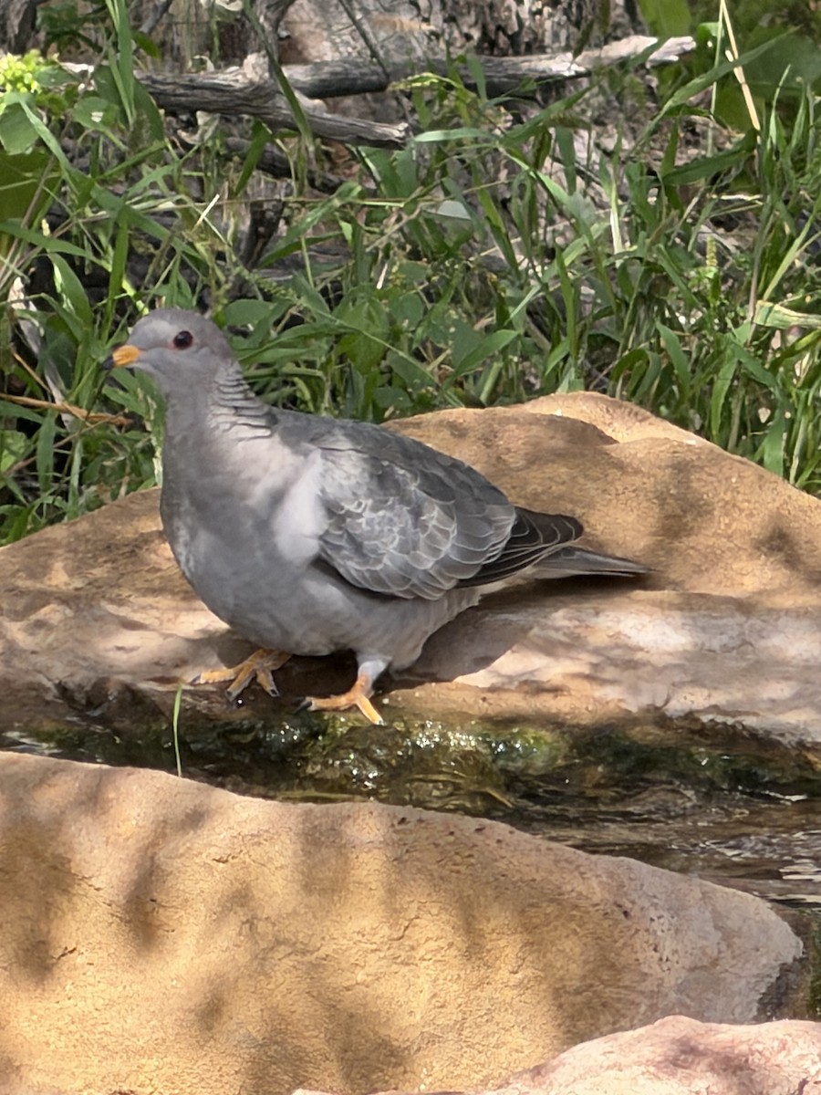 holub pruhoocasý - ML643090043