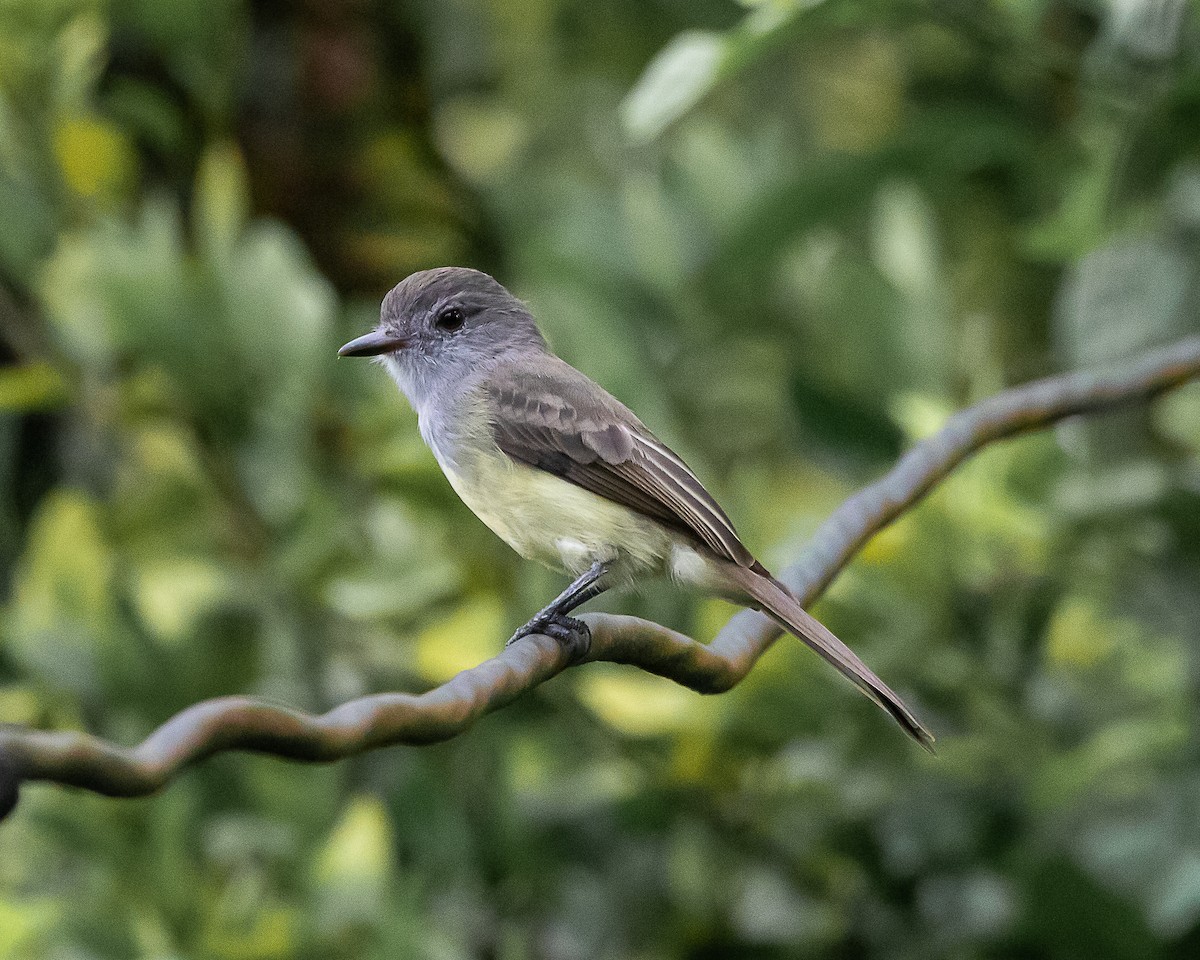 Panama Flycatcher - ML643090067