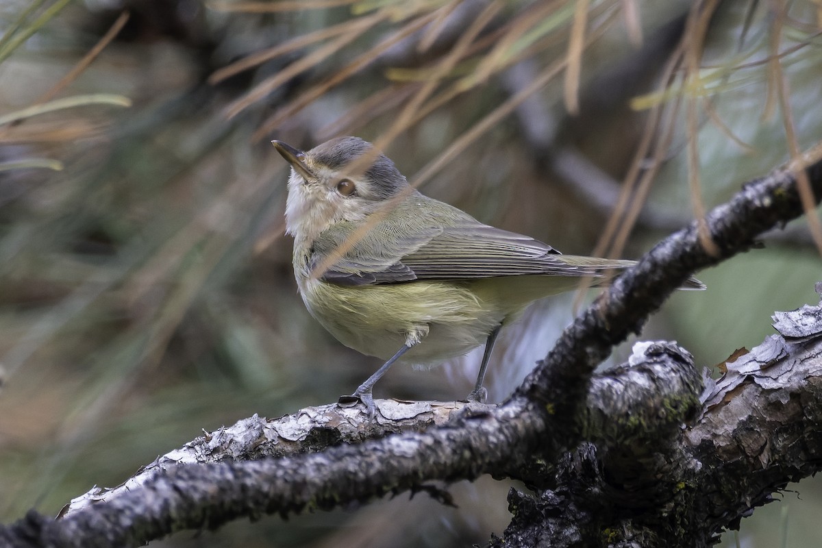 Warbling Vireo - ML643090072