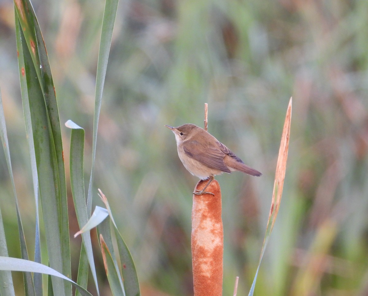Common Reed Warbler - ML643090090