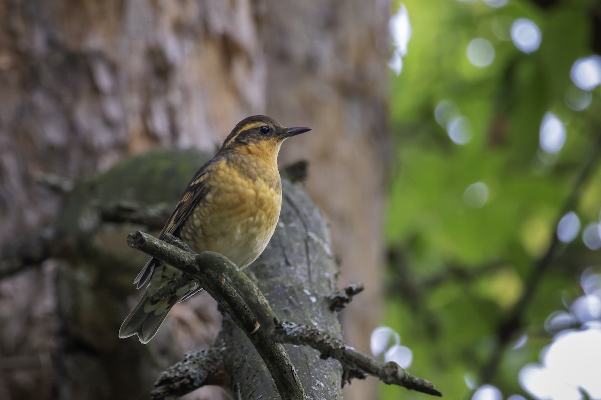 Varied Thrush - ML643090091