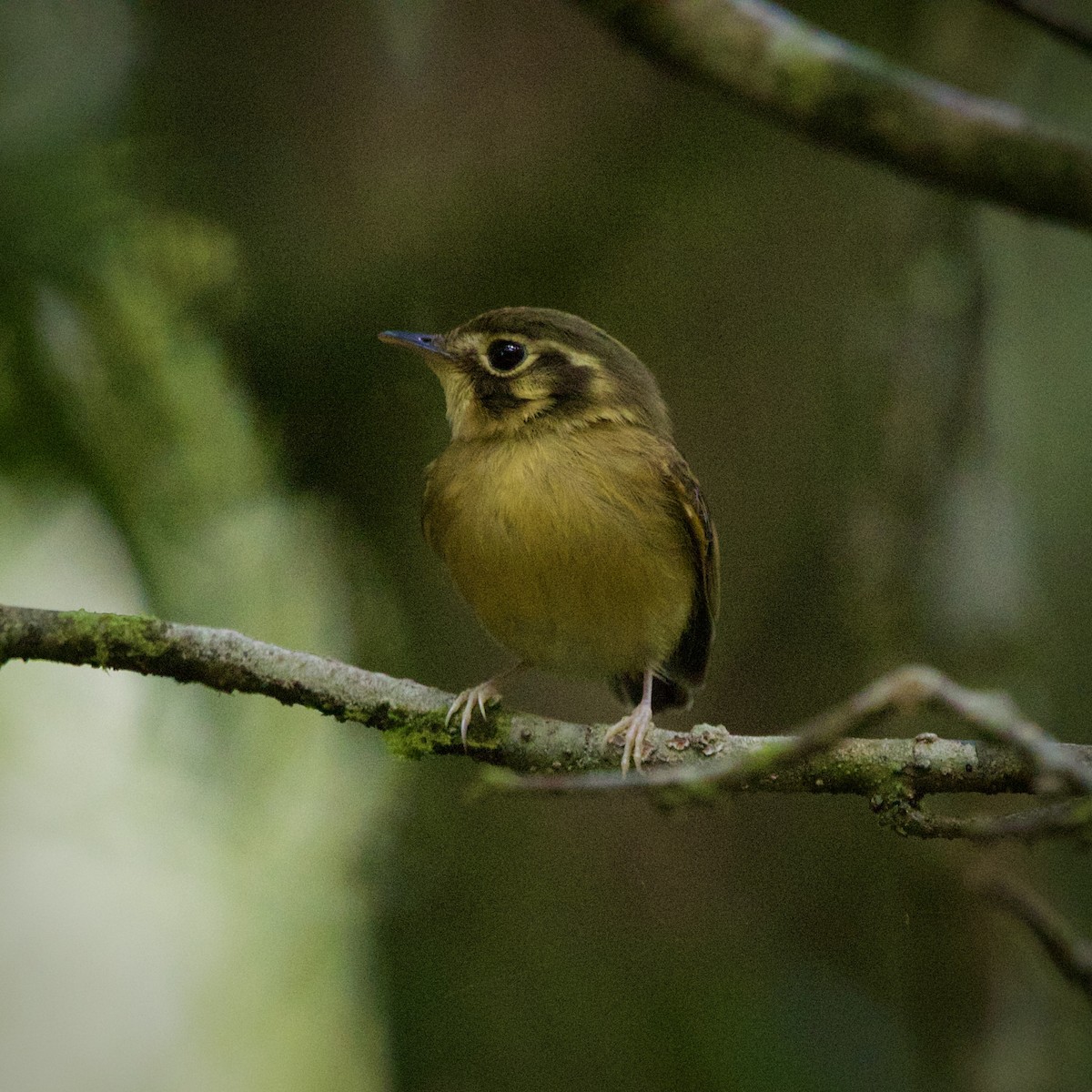 Gelbscheitel-Spatelschnabeltyrann - ML643090101