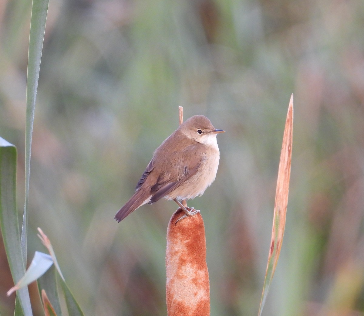 Common Reed Warbler - ML643090107