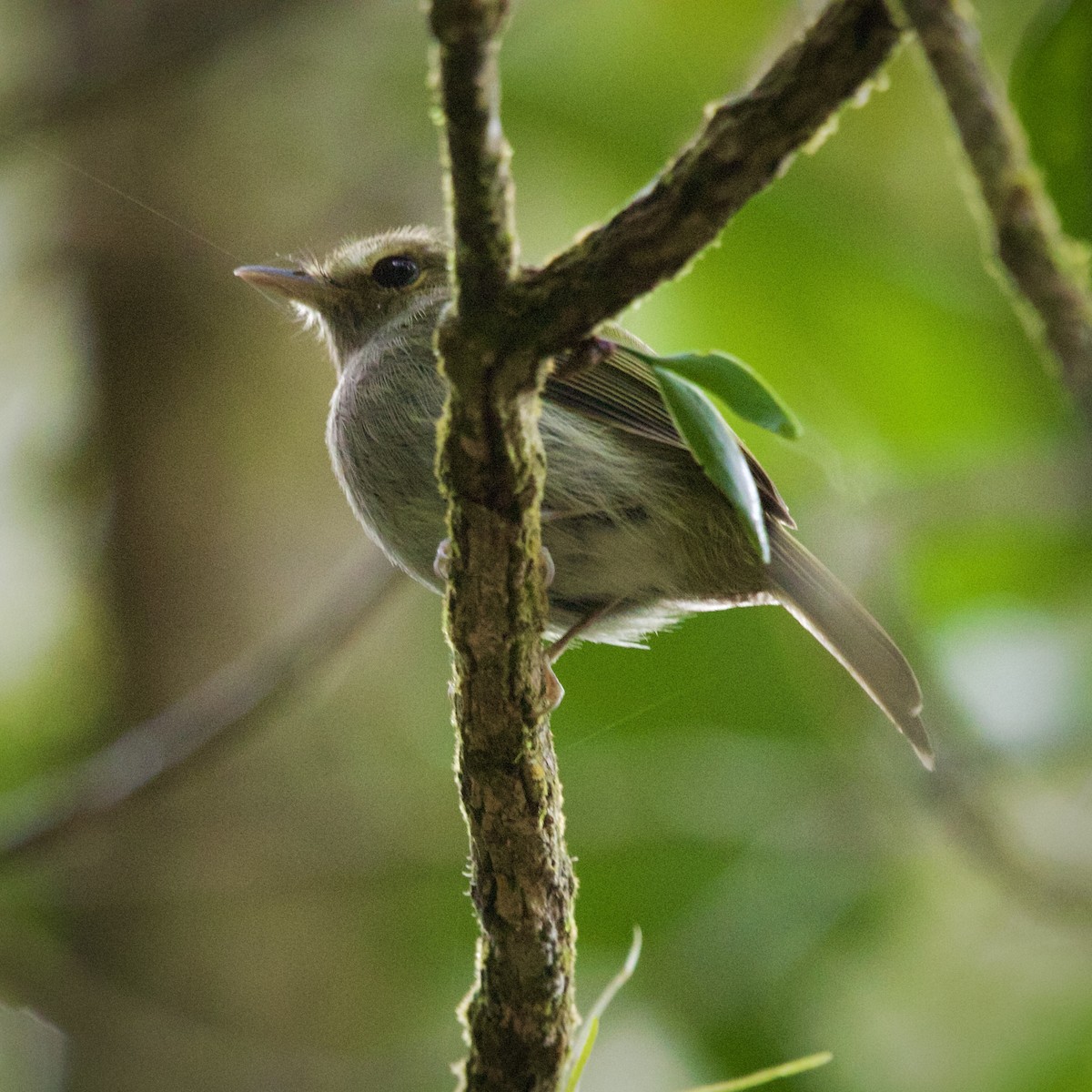Drab-breasted Pygmy-Tyrant - ML643090109