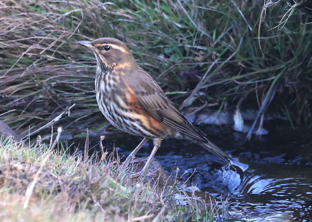 Redwing - ML643090112