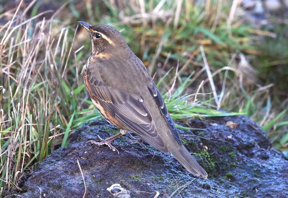 Redwing - ML643090113