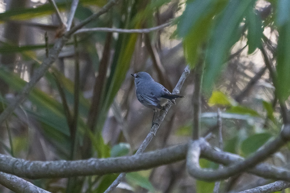 Gray Tit-Flycatcher - ML643090117