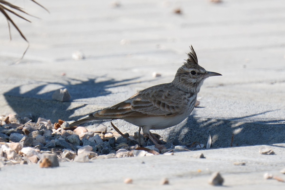 Crested Lark (Crested) - ML643090118