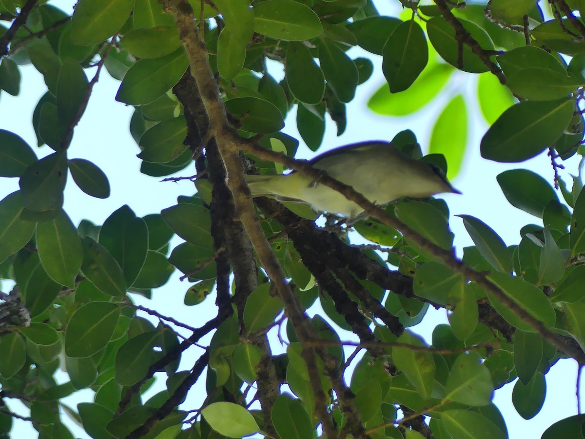 Red-eyed Vireo - ML643090122
