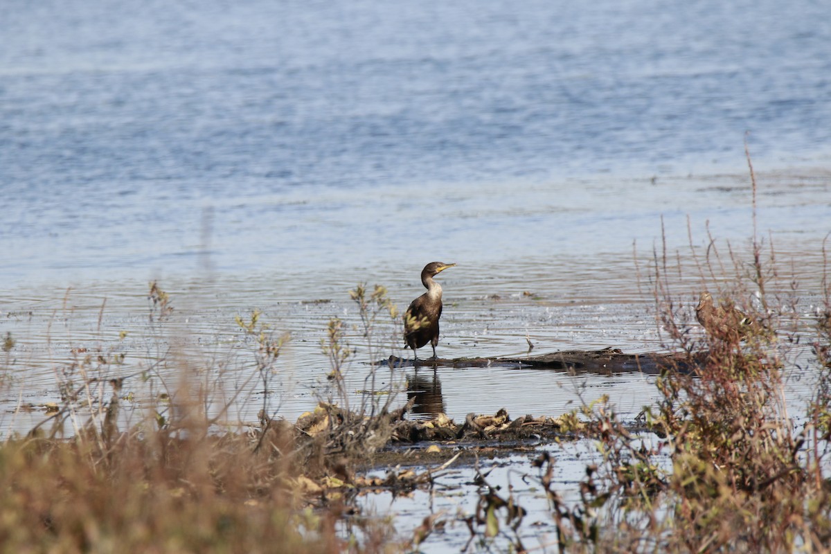 Double-crested Cormorant - ML643090124