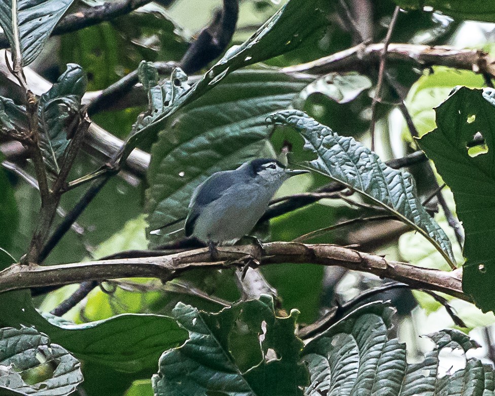 White-browed Gnatcatcher - ML643090130