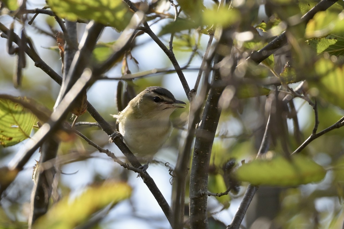 Red-eyed Vireo - ML643090131