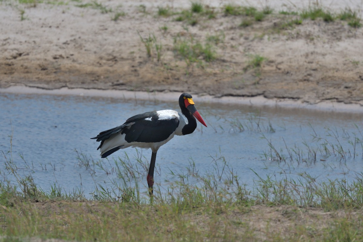 čáp sedlatý - ML643090161