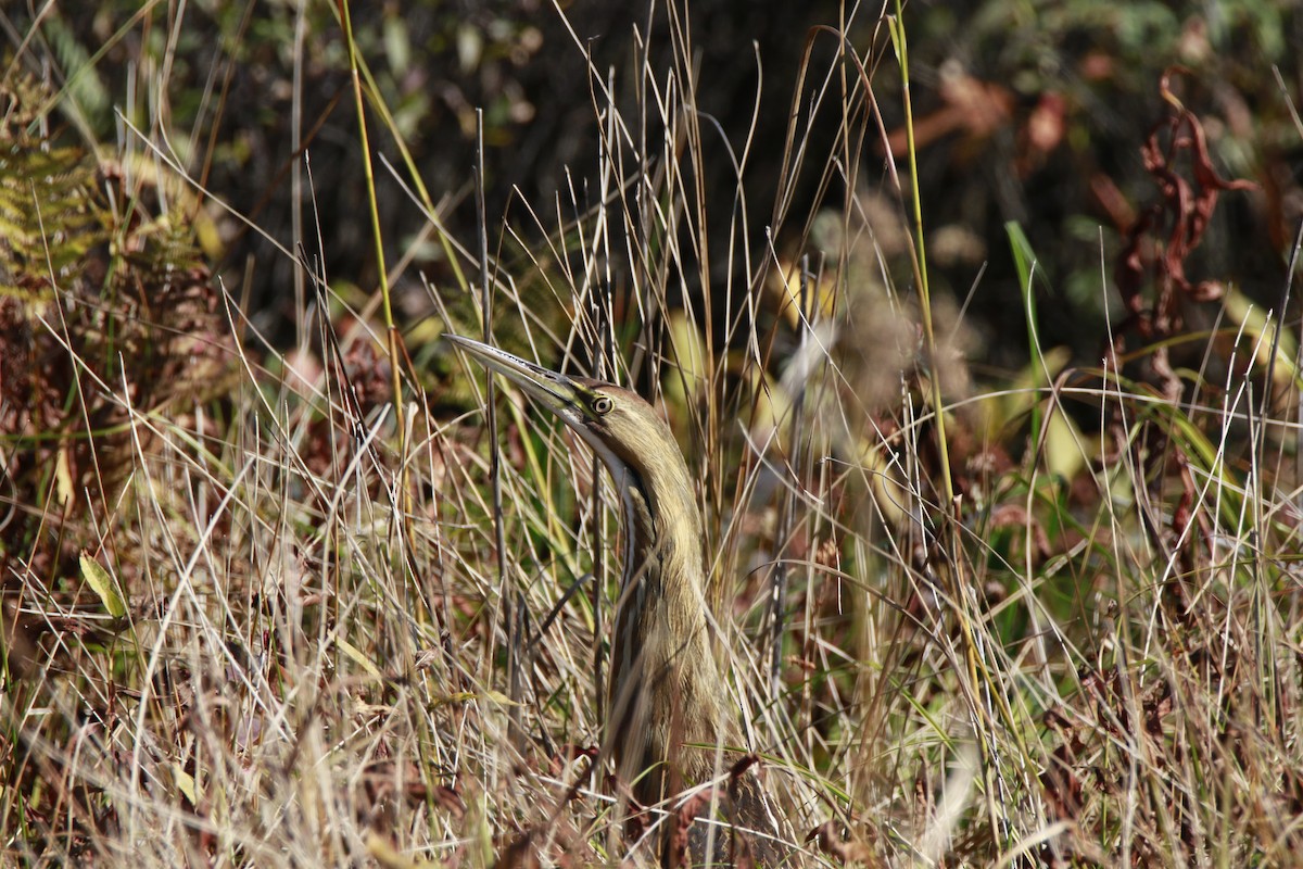 American Bittern - ML643090171
