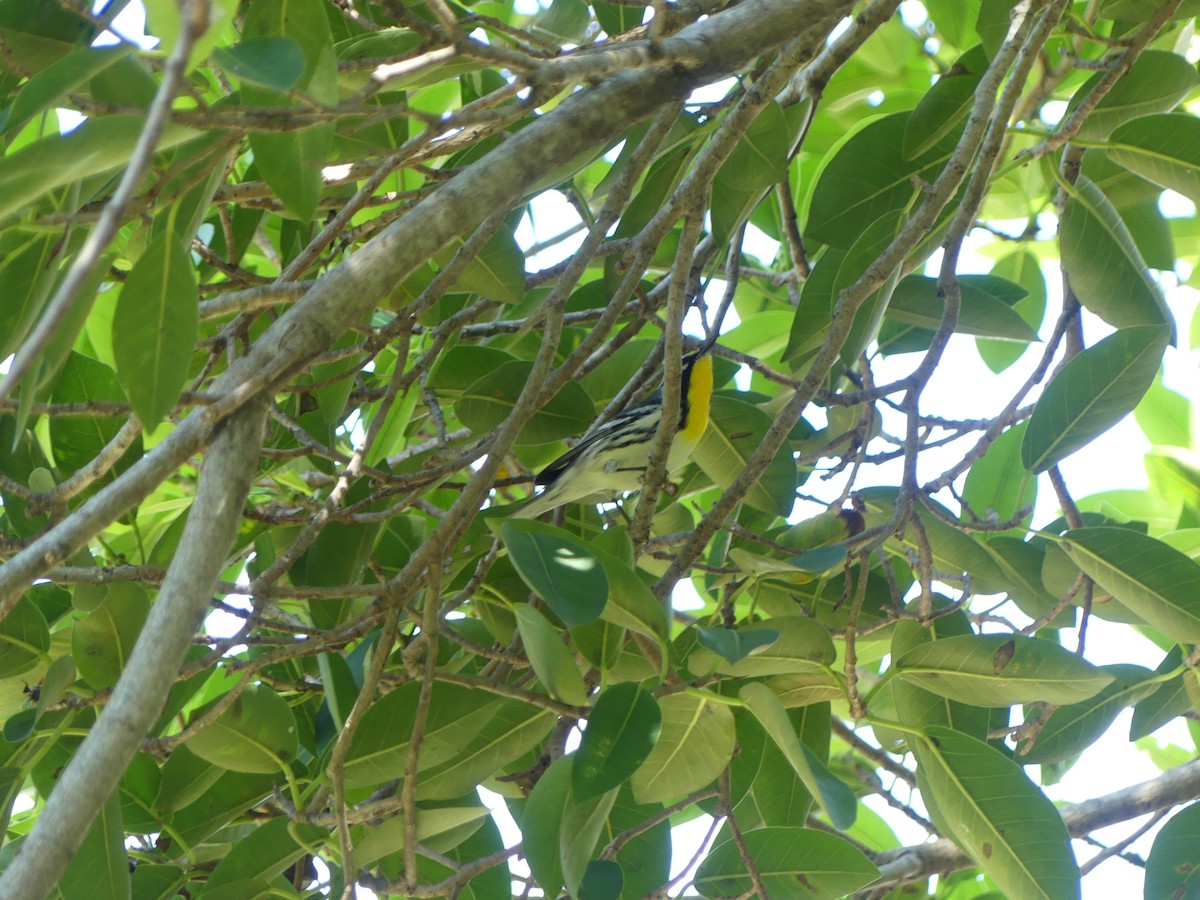 Yellow-throated Warbler - ML643090177