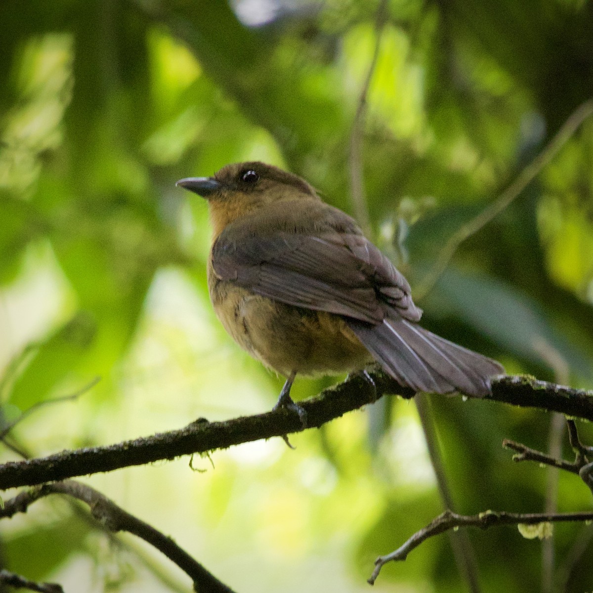 Black-goggled Tanager - ML643090209