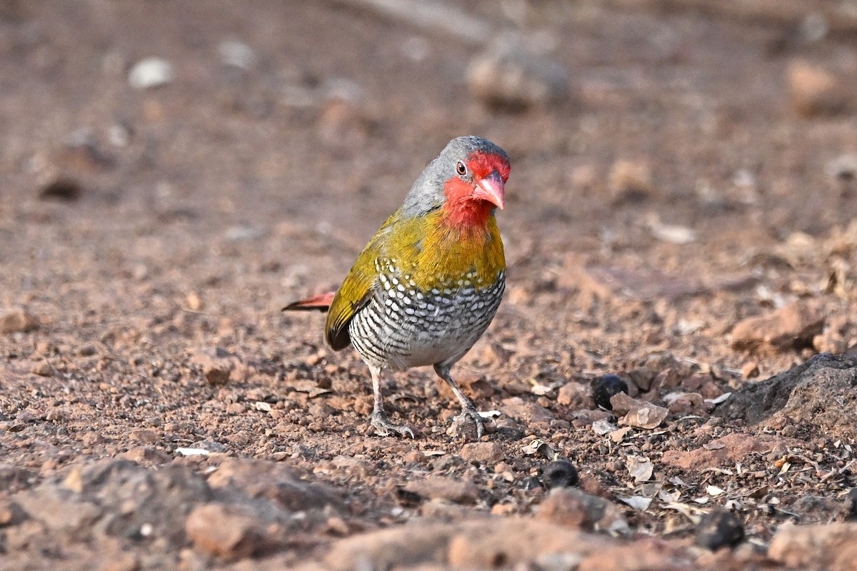 Green-winged Pytilia - ML643090210