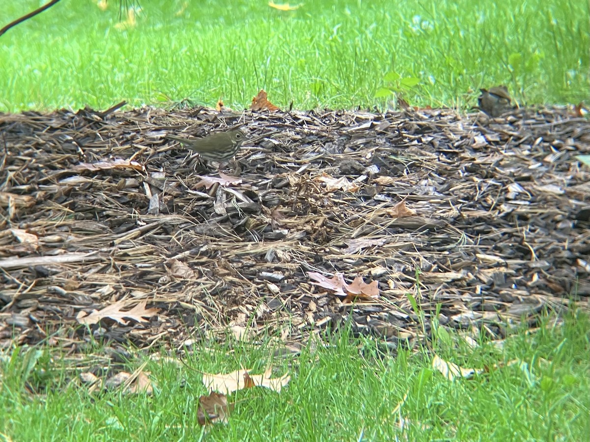 Ovenbird - ML643090226