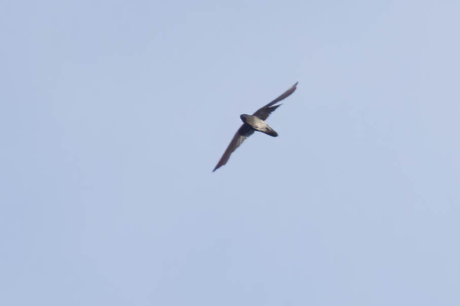 Plume-toed Swiftlet - ML643090235