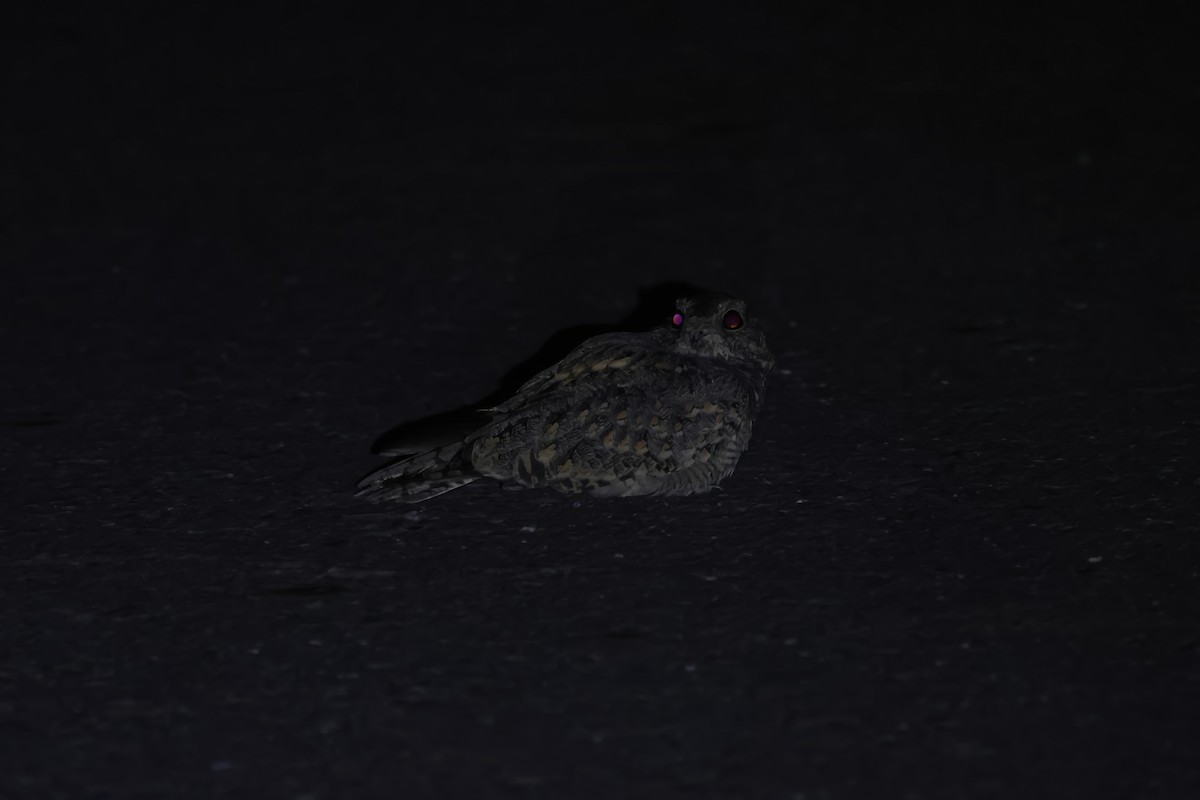 Savanna Nightjar - ML643090267