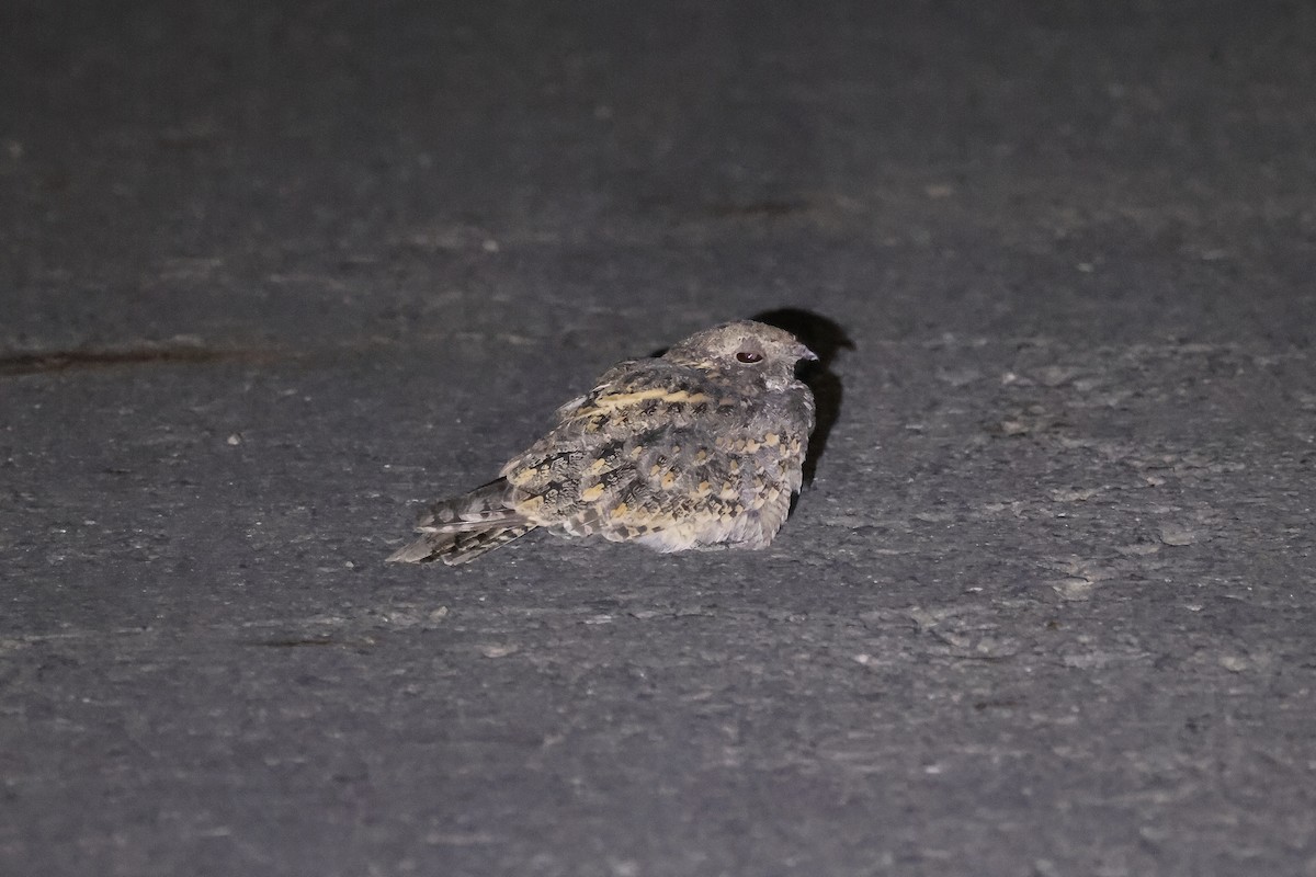 Savanna Nightjar - ML643090268