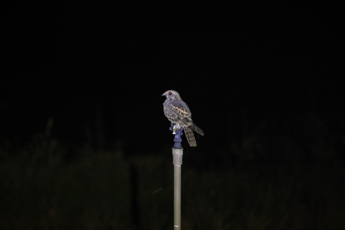Savanna Nightjar - ML643090269