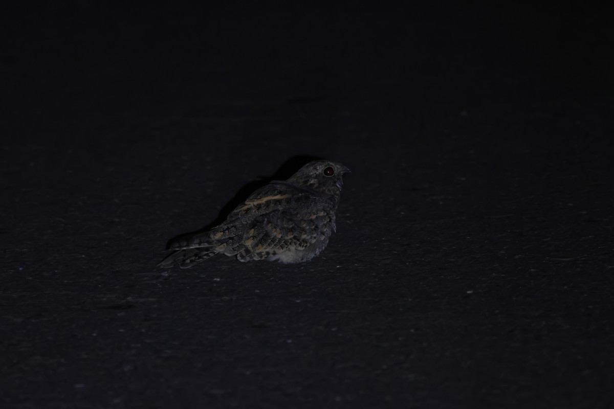 Savanna Nightjar - ML643090271
