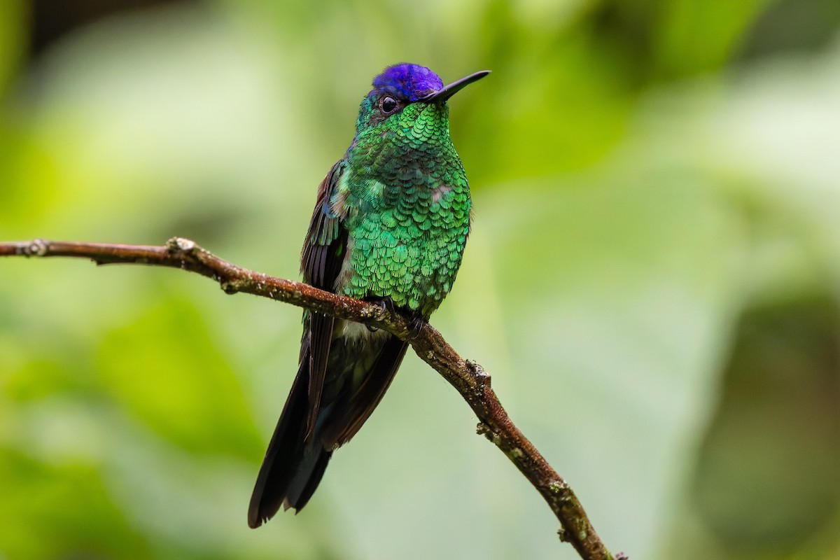 Violet-capped Woodnymph - ML643090277
