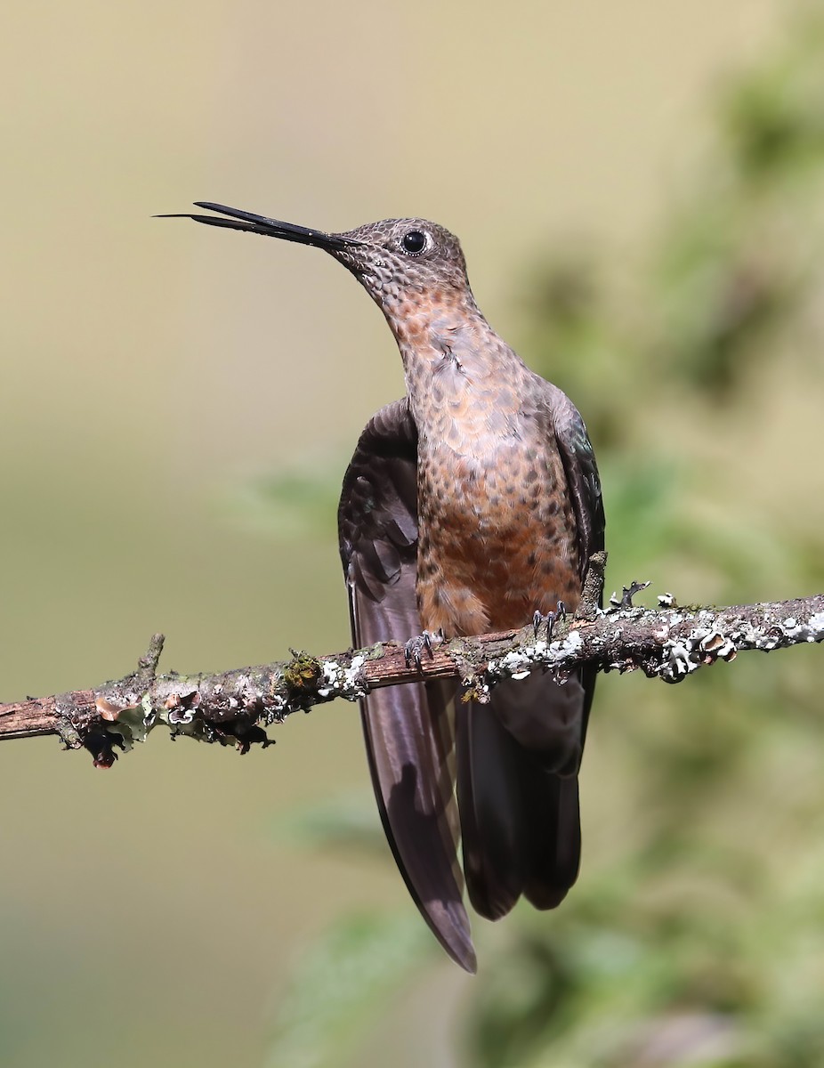 Giant Hummingbird - ML643090278