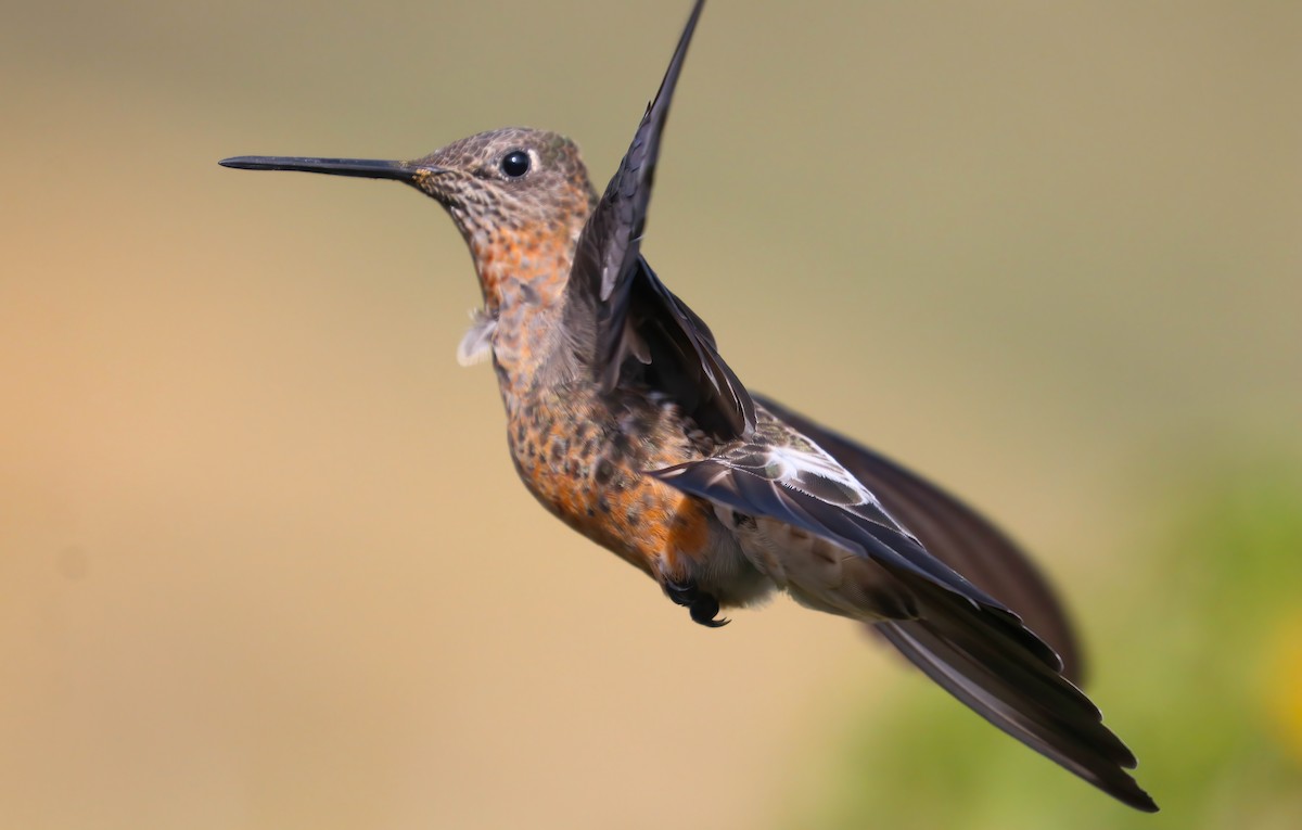 Giant Hummingbird - ML643090279