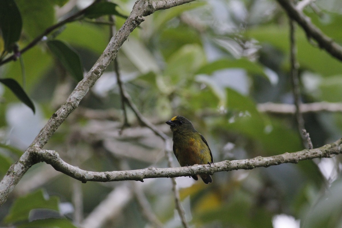 Olive-backed Euphonia - ML643090285
