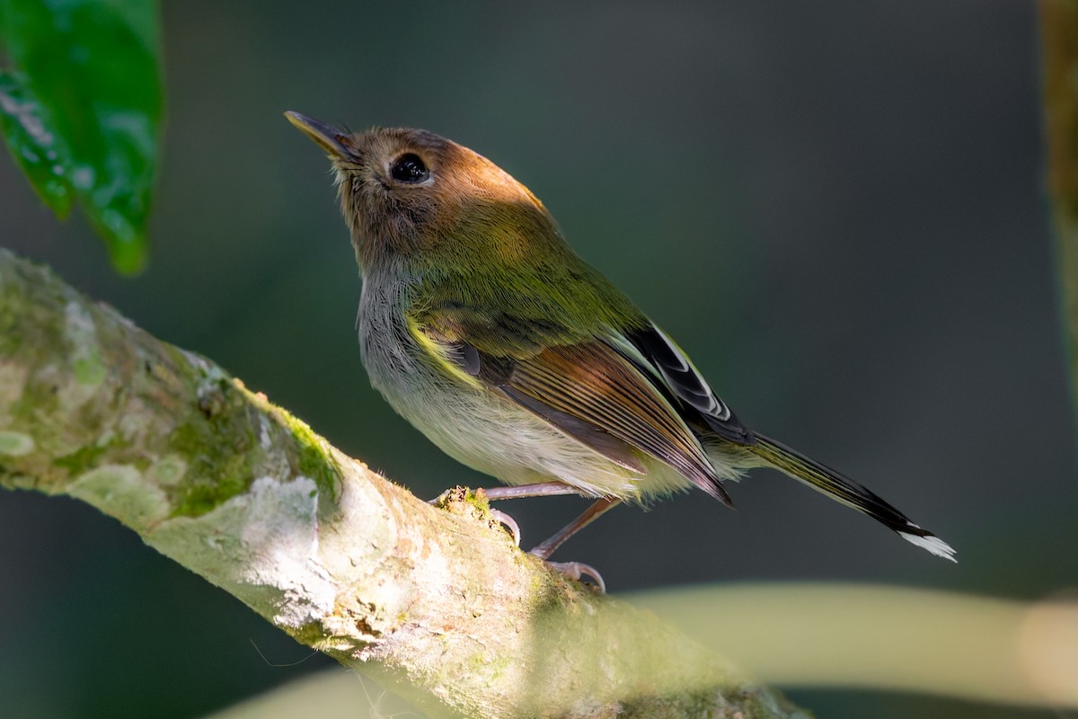 Fork-tailed Pygmy-Tyrant - ML643090286