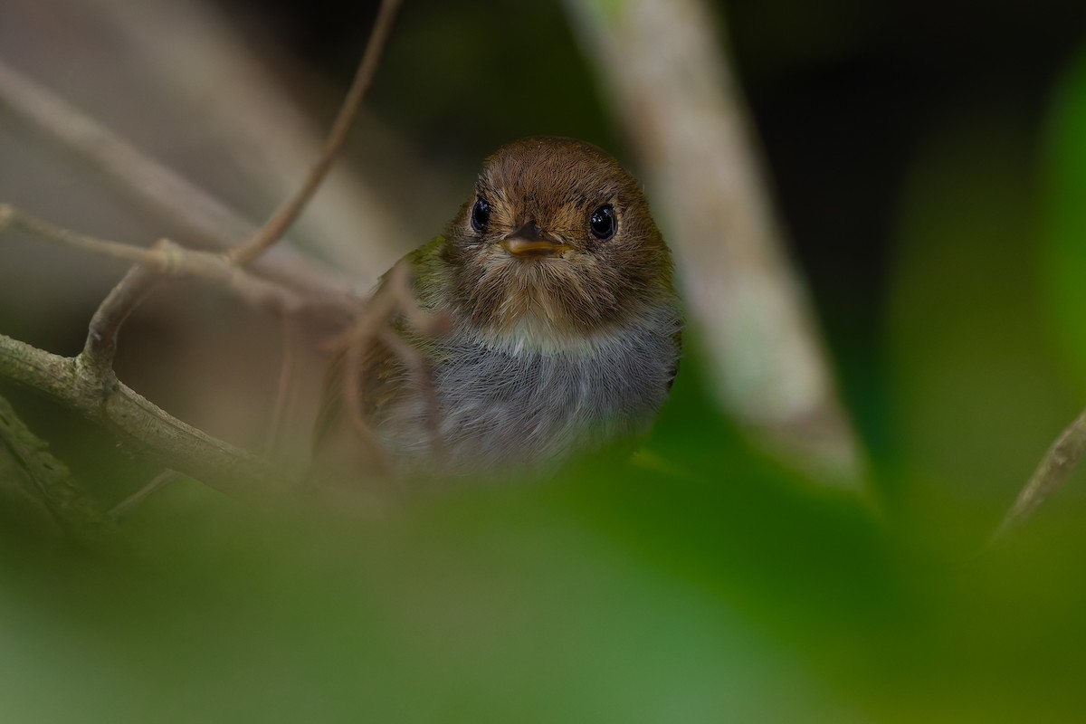 Fork-tailed Pygmy-Tyrant - ML643090287