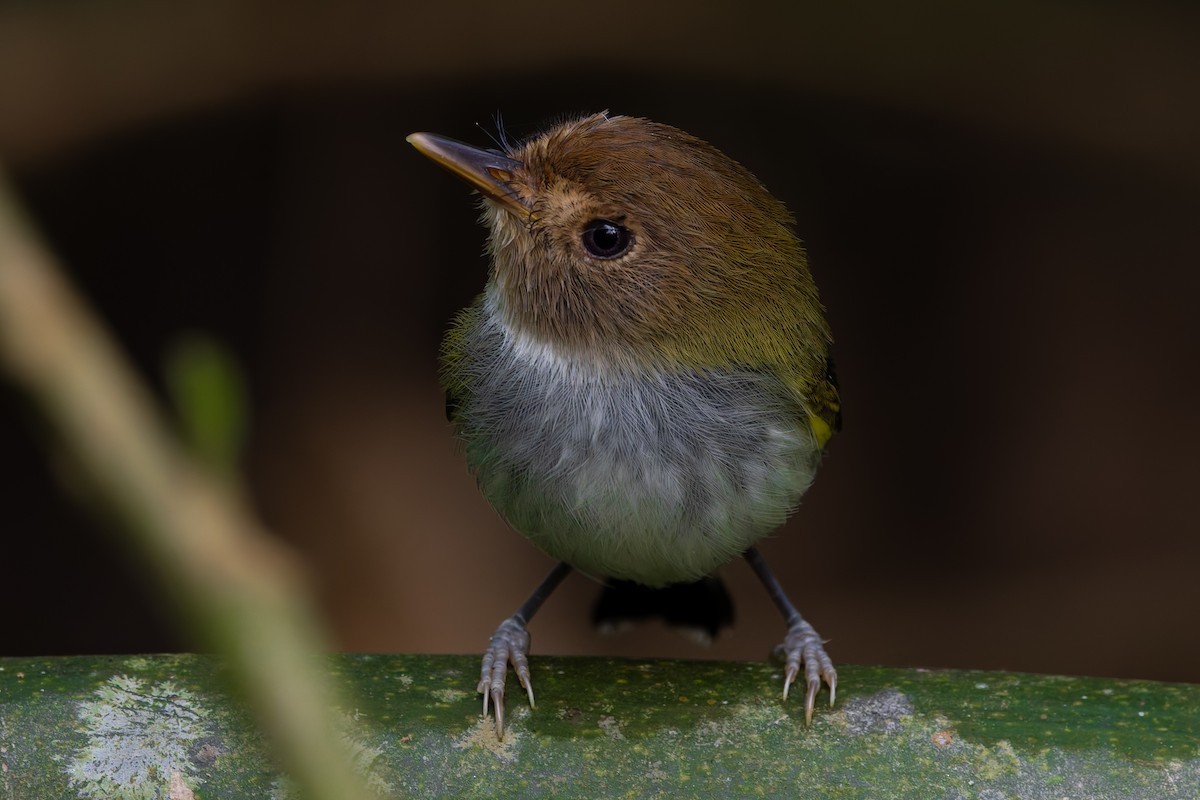Fork-tailed Pygmy-Tyrant - ML643090288