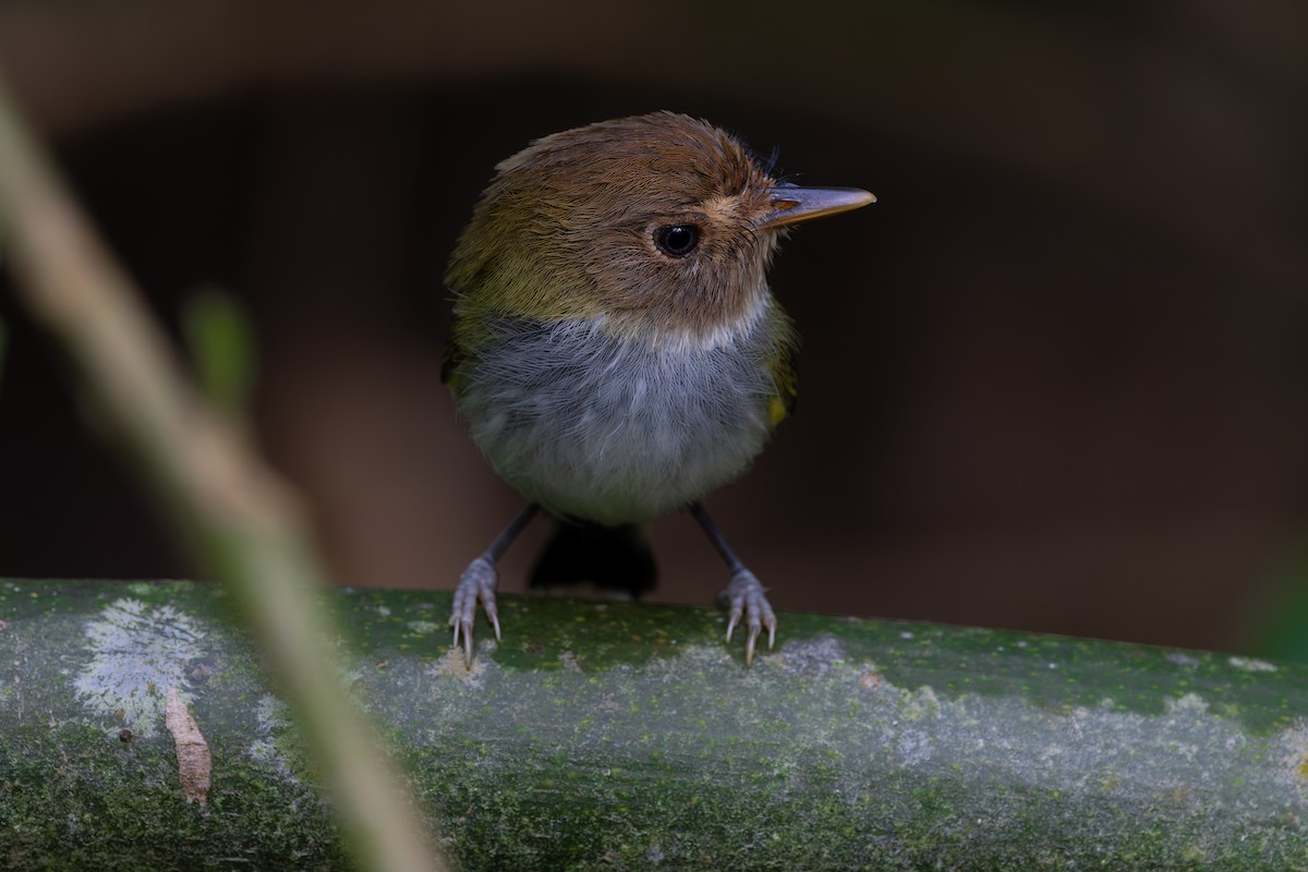 Fork-tailed Pygmy-Tyrant - ML643090289