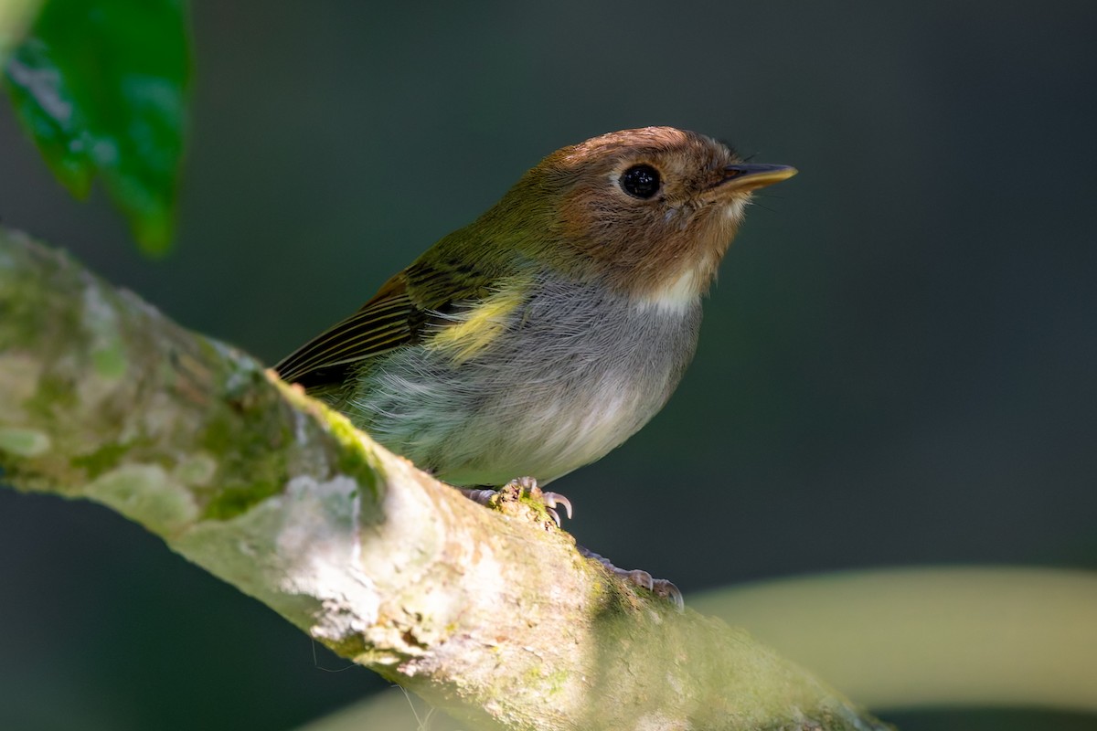 Fork-tailed Pygmy-Tyrant - ML643090290