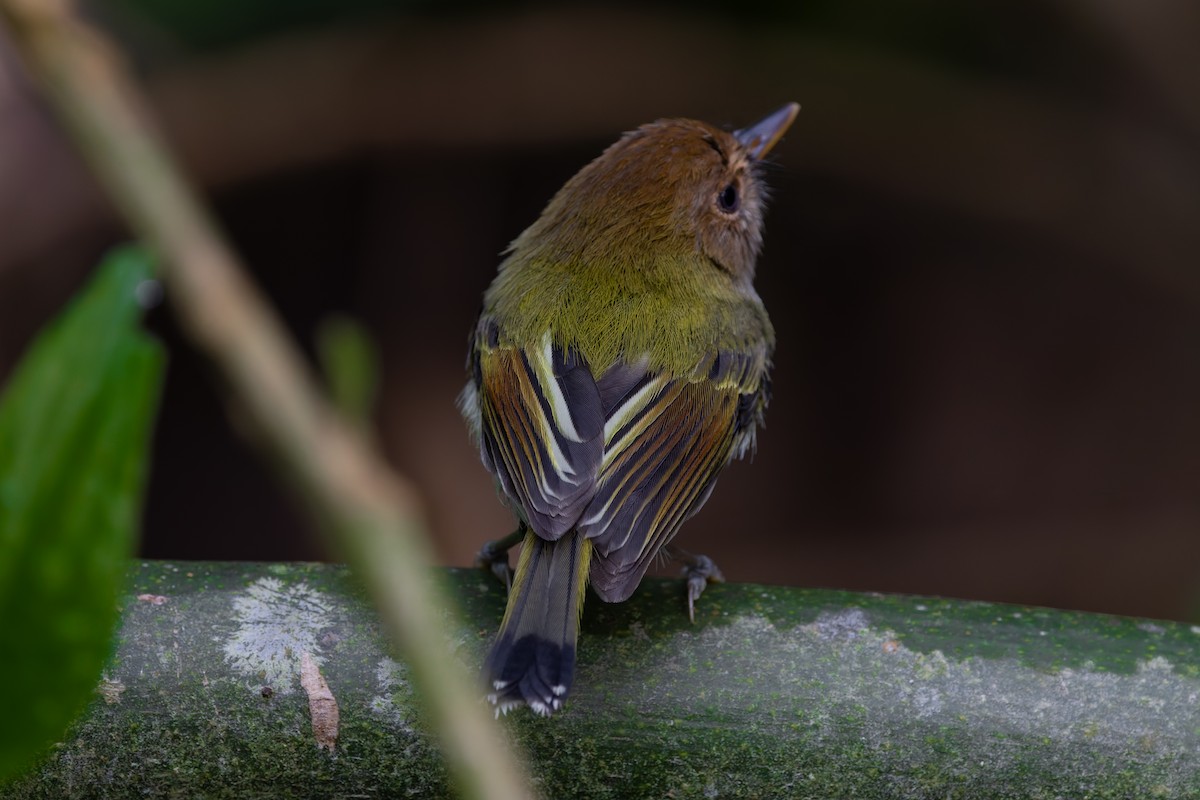 Fork-tailed Pygmy-Tyrant - ML643090291