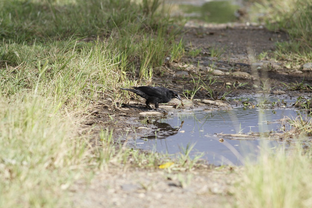 Giant Cowbird - ML643090294