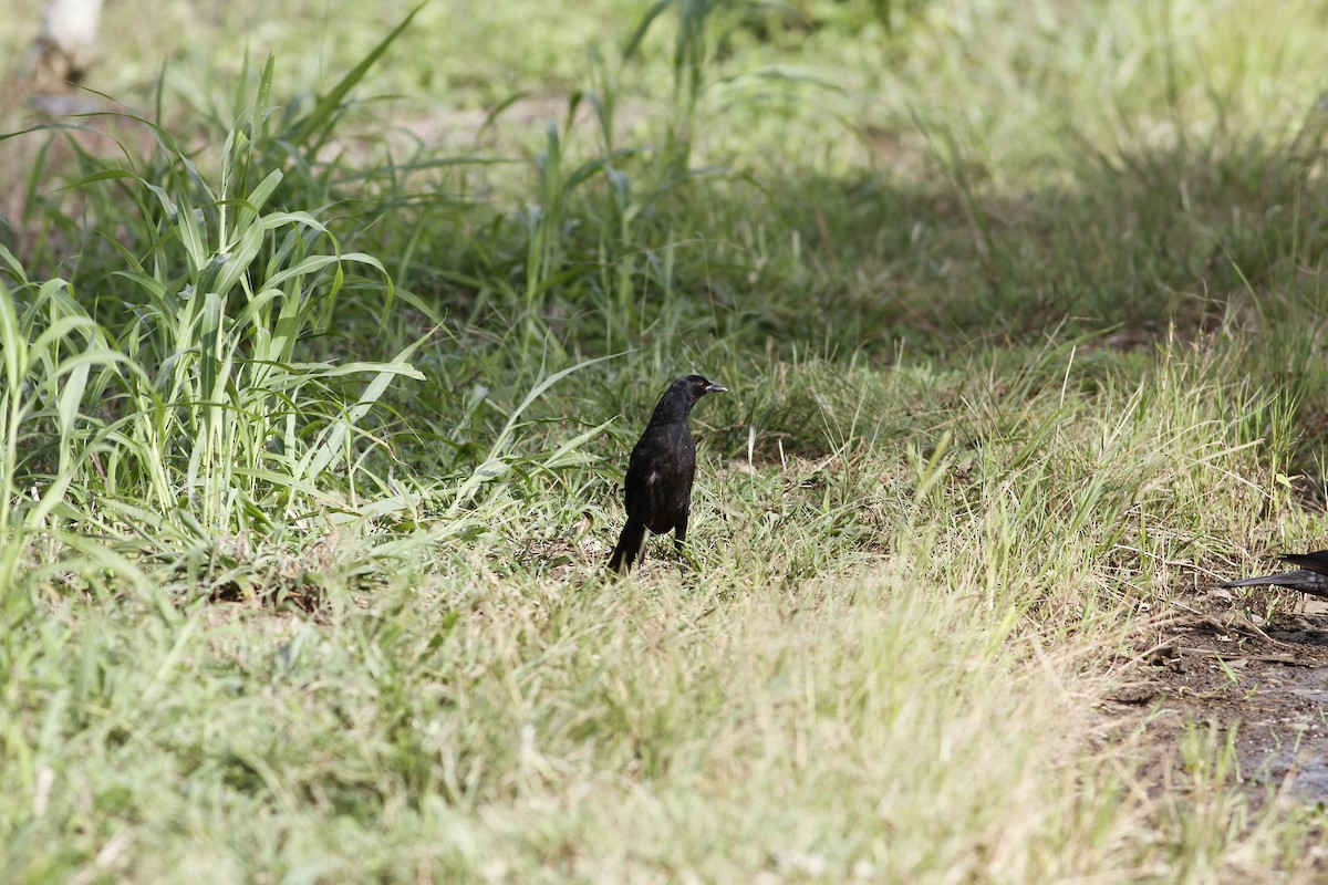 Giant Cowbird - ML643090295
